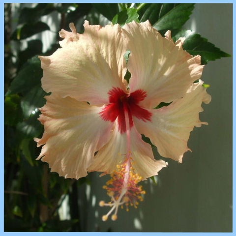 Serena, Pipa - Flores tropicales en el jardn del alquiler de vacaciones