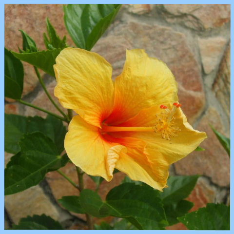 Serena, Pipa - Hibiscus, jardn de flores tropicales Serena - Alquiler de vacaciones