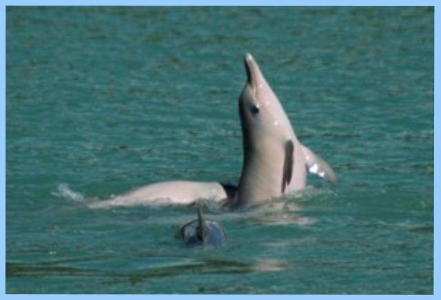 Serena, Pipa - Delfines en Baia dos Golfinhos, Pipa